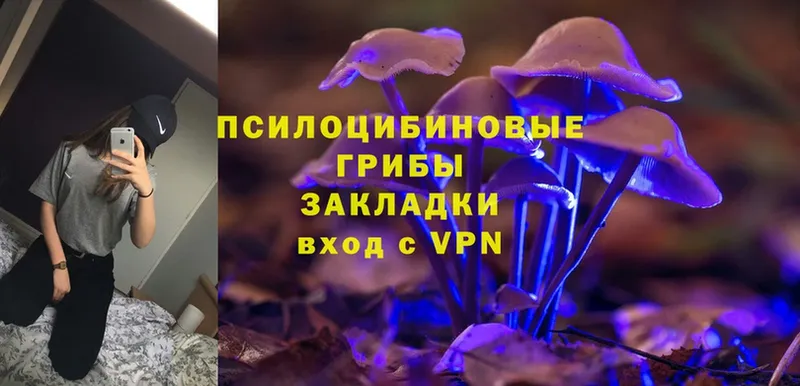 KRAKEN зеркало  Артёмовский  Галлюциногенные грибы Magic Shrooms 